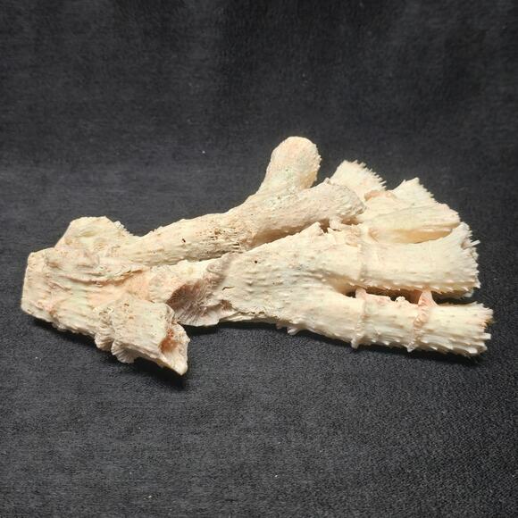 Pink Ocean Coral Reef Pilar Pavona Cactus Natural Ocean Treasure Home Decor - Picture 5 of 16